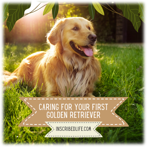 A golden retriever laying on grass on a sunny day